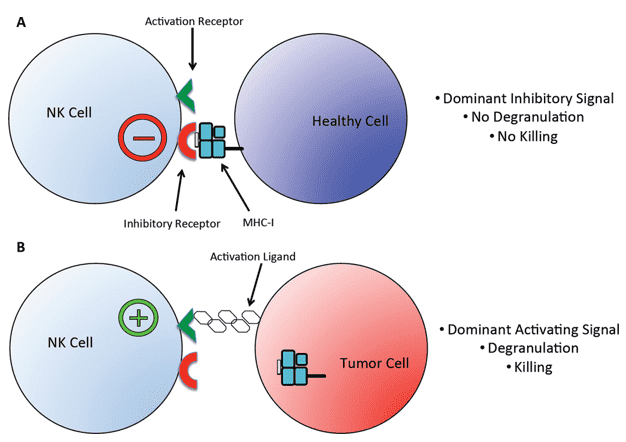 Regulation of NK cell responses.