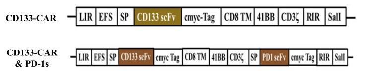 Fig.2 Schematic diagram of different CD133 CAR constructions. (Yang, Chaopin, et al., 2023)