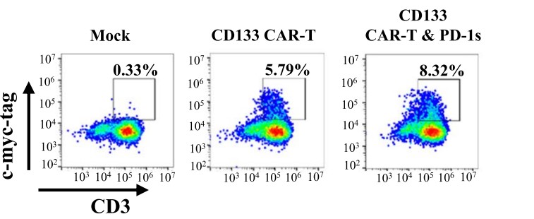 Fig.3 Analysis of the CD133 CAR expression by flow cytometry using a c-myc tag. (Yang, Chaopin, et al., 2023)