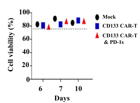 Fig.4 Cell viability test of CD133 CAR-T cells by 7-AAD staining. (Yang, Chaopin, et al., 2023)