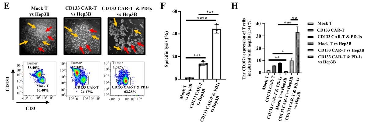 Fig.6 In vitro cytotoxicity test of anti-CD133 CAR-T against Hep3B cells. (Yang, Chaopin, et al., 2023)