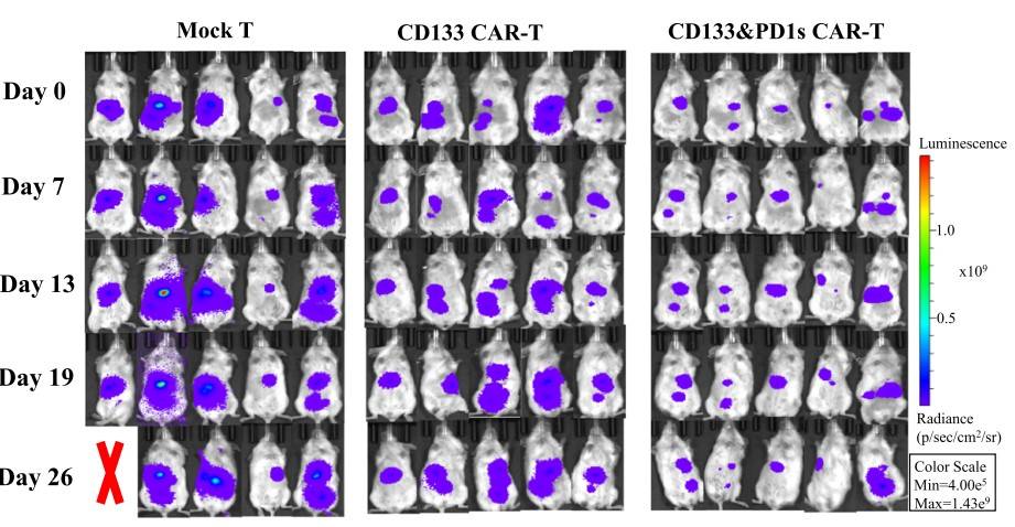 Fig.8 Efficacy Test of Anti-CD133 CAR-T in Hep3B xenograft mouse models by BLI. (Yang, Chaopin, et al., 2023)