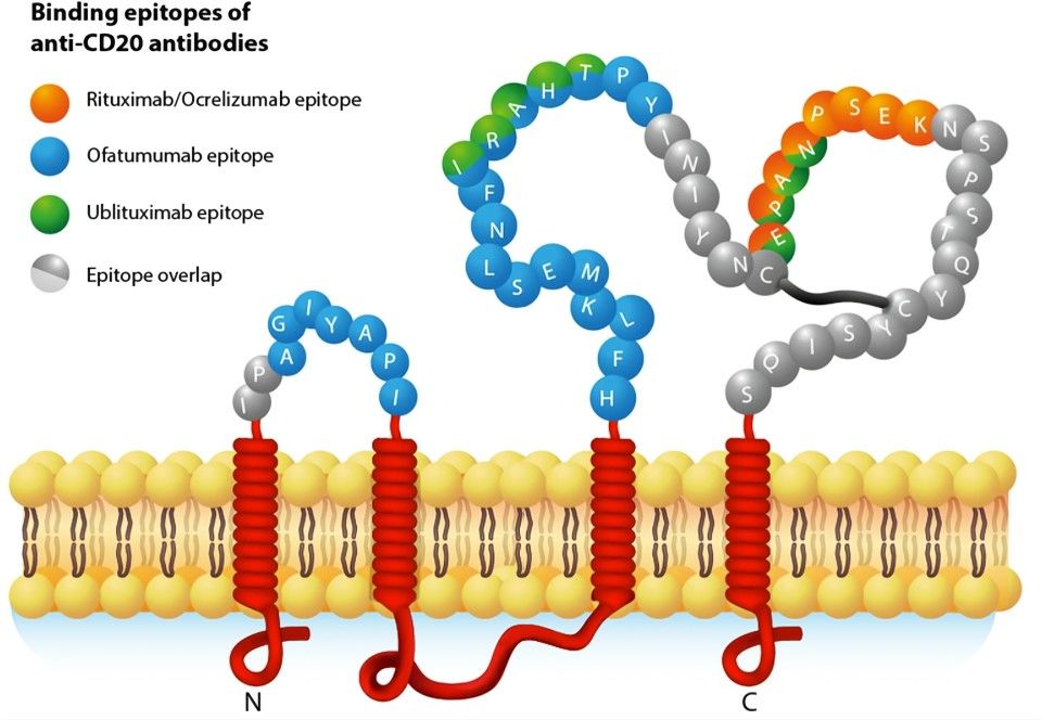 Fig.1 CD20 molecule and binding epitopes of anti-CD20 antibodies. (Bar-Or, et al., 2021)