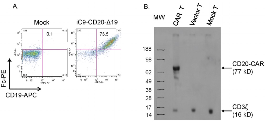 Fig.2 Level of CD20-CAR expression was evaluated by flow cytometric analysis (A) and western blot analysis (B). (Budde, et al., 2013)