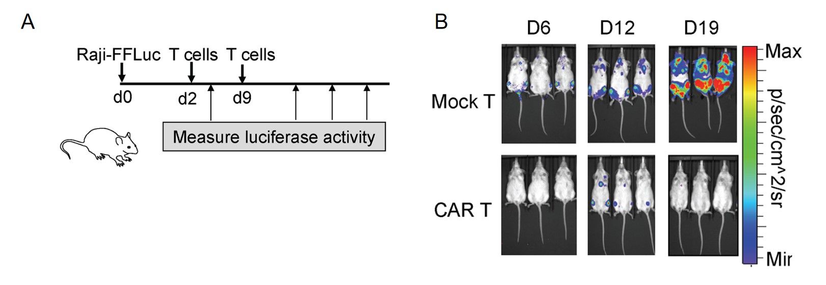 Fig.6 Anti-tumor activity of anti-CD20 CAR-T cells in a Raji tumor xenogeneic NOD/SICD model. (Budde, et al., 2013)