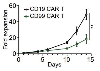 Fig.2 Proliferation test of anti-CD99 CAR T cells for 14 days. (Shi, Jiangzhou, et al., 2021)
