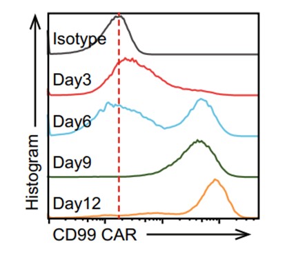 Fig.3 CAR expression test of CD99-CART cells measured by flow cytometry. (Shi, Jiangzhou, et al., 2021)