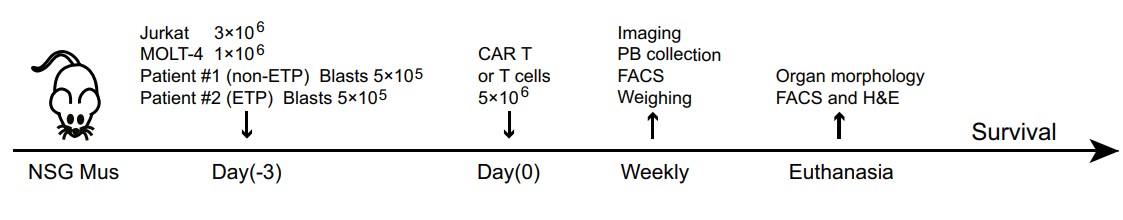 Fig.5 Schematic of in vivo study design of anti-CD99 CAR-T in T-ALL CDX and PDX models. (Shi, Jiangzhou, et al., 2021)
