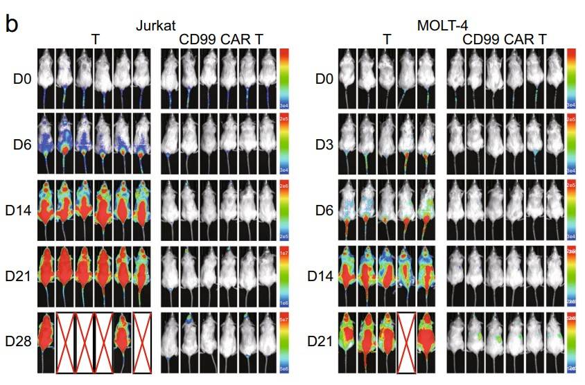 Fig.6 Efficacy assessment of CD99 CAR-T in Jurkat or MOLT-4 CDX models monitored by bioluminescent imaging. (Shi, Jiangzhou, et al., 2021)