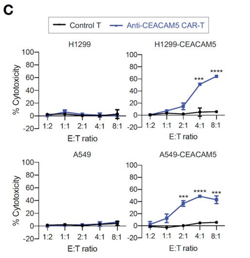 Fig.2 In vitro cytotoxicity of anti-CEACAM5 CAR-T cells against different tumor cells at indicated E:T ratio. (Kim, et al., 2023)