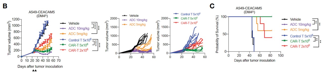 Fig.4 In vivo efficacy of anti-CEACAM5 CAR-T cells in the A549-CEACAM5 CDX models. (Kim, et al., 2023)