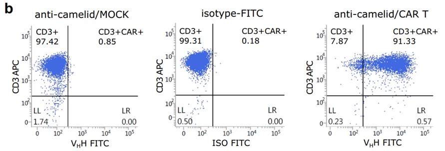 Fig.1 Expression test of CEACAM6-CAR detected by flow cytometry analysis using anti-camelid VHH antibody. (Jancewicz, Iga, et al., 2021)