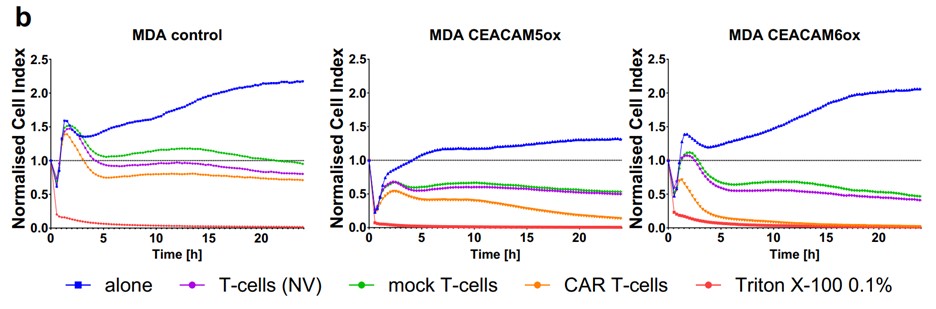 Fig.4 In vitro cytotoxicity of CEACAM6-CAR T-cells against CEACAM6 overexpressed MDA-MB-231 cell line detected by real-time cell analysis assay (RTCA). (Jancewicz, Iga, et al., 2021)