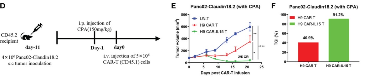 Fig.10 In vivo efficacy of anti-Claudin18.2 CAR-T in Panc02-Claudin18.2 CDX model. (Shi, Hongtai, et al., 2023)