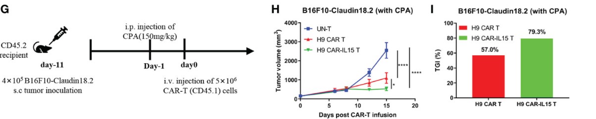 Fig.11 In vivo efficacy of anti-Claudin18.2 CAR-T in B16F10-Claudin18.2 CDX model. (Shi, Hongtai, et al., 2023)