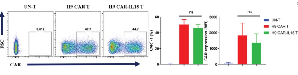 Fig.3 CAR expression detection of anti-Claudin18.2 CAR-T cells by flow cytometry with representative plots (Left) and MFI percentage (right). (Shi, Hongtai, et al., 2023)