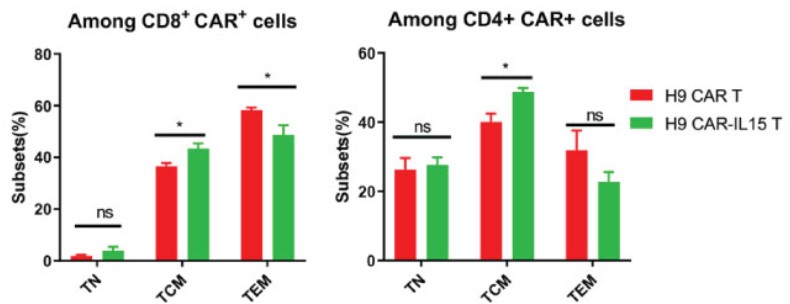 Fig.5 T cell subpopulation (TN, TCM, and TEM) analysis of in the CD8 (left) or CD4 (right) subsets of anti-Claudin18.2 CAR-T cells. (Shi, Hongtai, et al., 2023)
