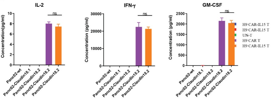 Fig.7 Cytokine (IFN-γ, IL-2, and GM-CSF) analysis of anti-Claudin18.2 CAR-T cells incubated with different tumor cells at indicated E:T ratio. (Shi, Hongtai, et al., 2023)