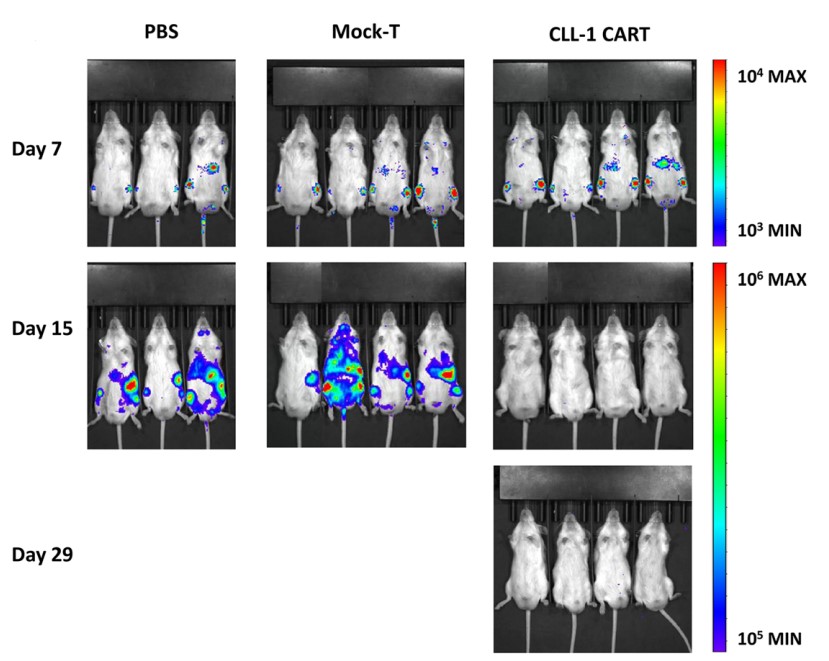 Fig.6 Efficacy assessment of CLL-1 CAR-T cells in U937 xenograft model detected by bioluminescent imaging. (Wang, Jinghua, et al., 2018)