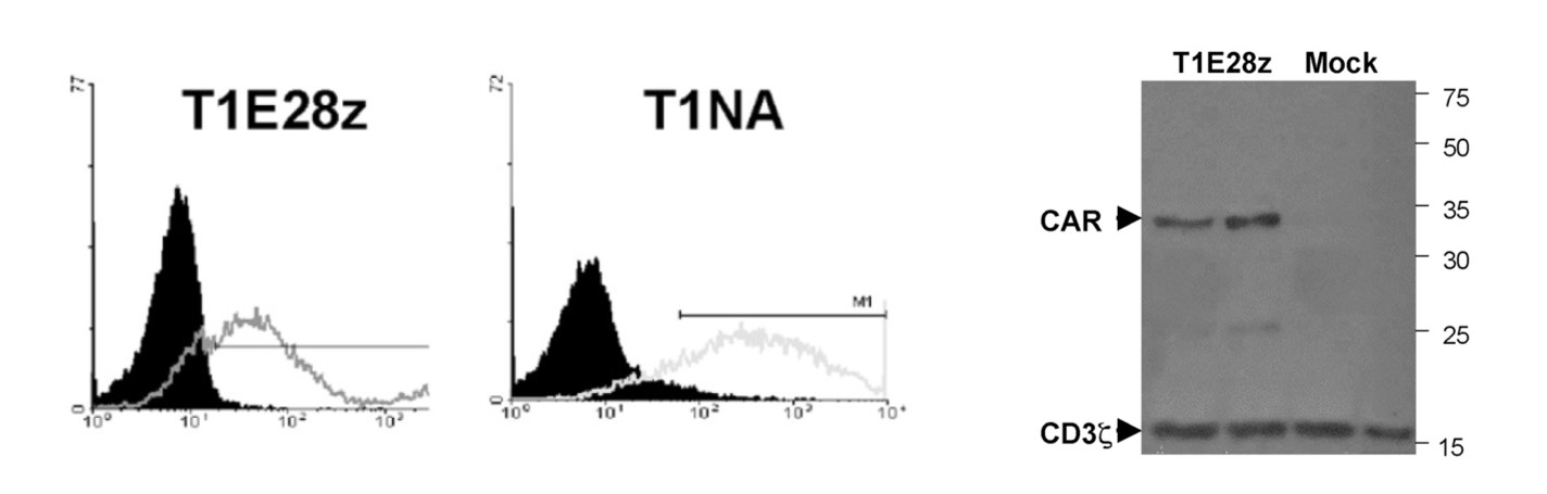 Fig.1 The anti-ERBB3 CAR expression was detected by flow cytometry and western blot. (Davies, et al., 2012)