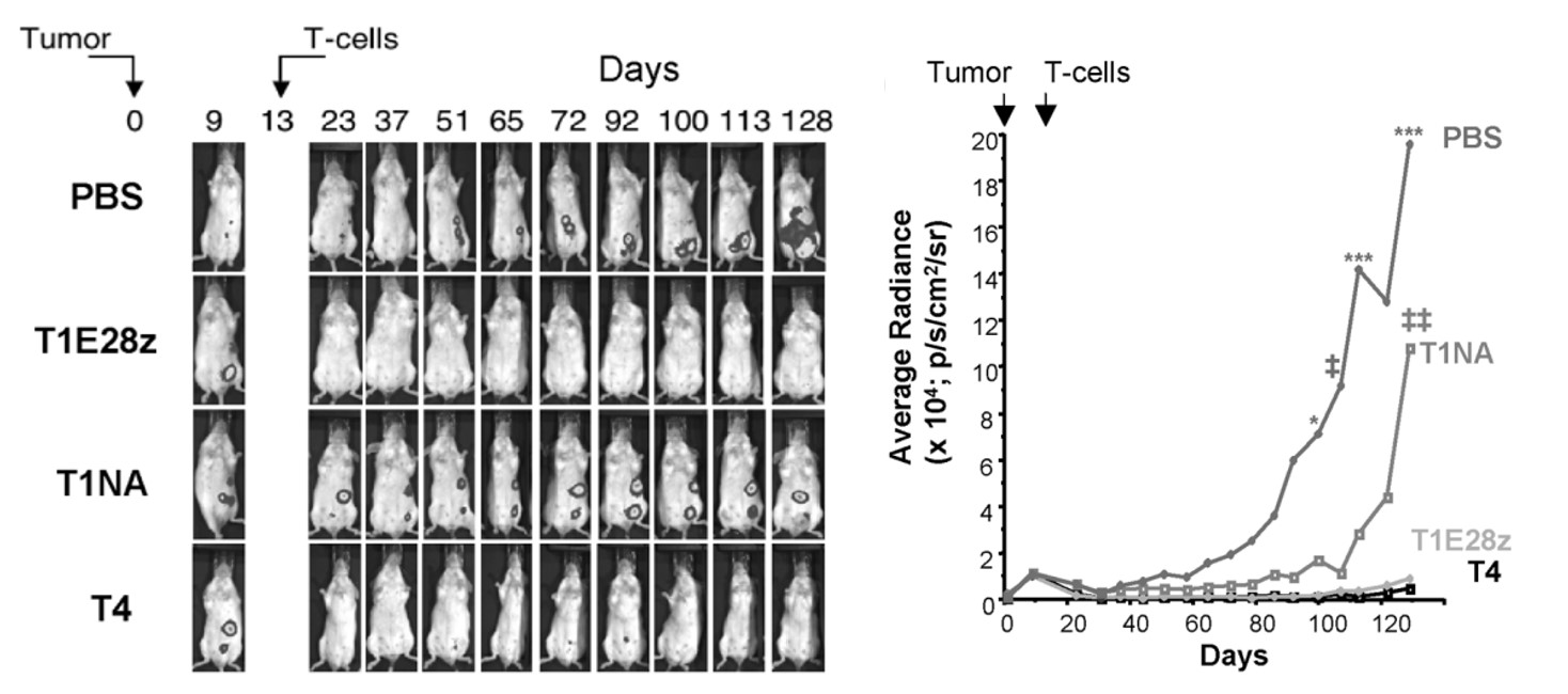 Fig.4 In vivo antitumor activity of anti-ERBB3 CAR-T against a SCCHN xenograft. (Davies, et al., 2012)