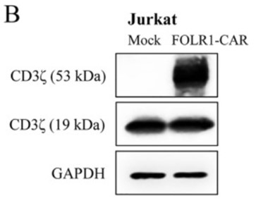 Fig.1 Expression test of FOLR1-CAR on Jurkat cells surface. (Kim, et al, 2018)