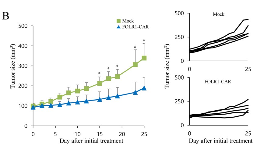Fig.5 In vivo antitumor effect of FOLR1-CAR KHYG cells in FOLR1-positive MKN1 CDX mice. (Kim, et al, 2018)