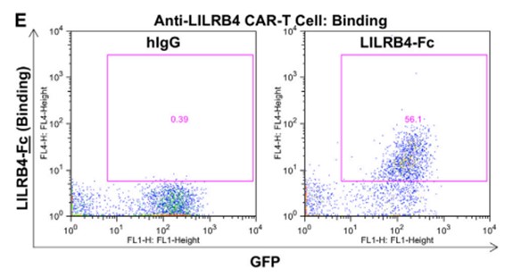 Fig.2 LILRB4 CAR expression detection by flow cytometry using LILRB4-Fc fusion protein. (John, Samuel, et al., 2018)