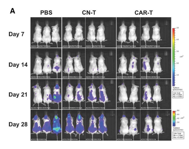 Fig.5 In vivo potency of LILRB4 CART cells in the MV4-11 AML CDX model. (John, Samuel, et al., 2018)