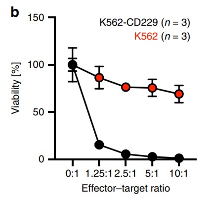 Fig.3 Cytotoxic activity test of LY9-CART cells against K562-CD229 tumor cells detected by luciferase-based cytotoxicity assay at indicated E: T ratio. (Radhakrishnan, et al., 2020)