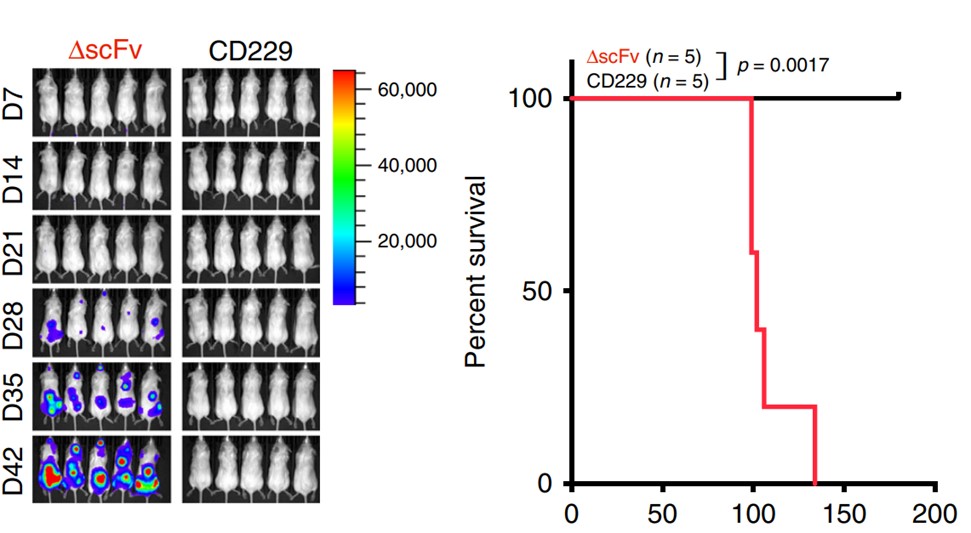 Fig.4 In vivo efficacy test of LY9 CAR-T cells in U-266 xenograft mouse model by BLI detection (Left panel) and survival record (Right panel). (Radhakrishnan, et al., 2020)