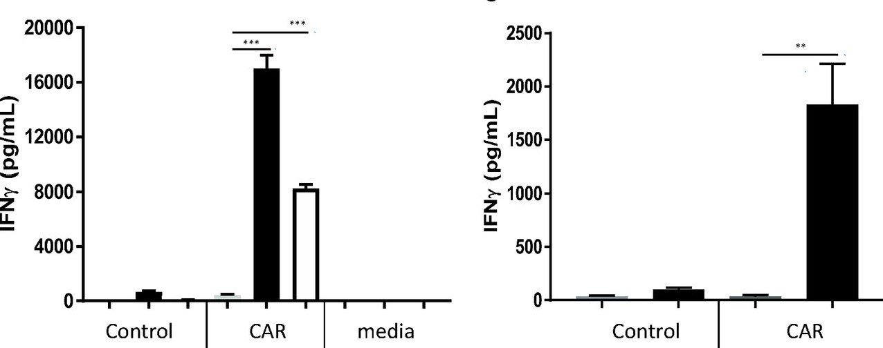 Fig.2 The measurement of IFN-γ production by ELISA. (Cook, et al, 2020)