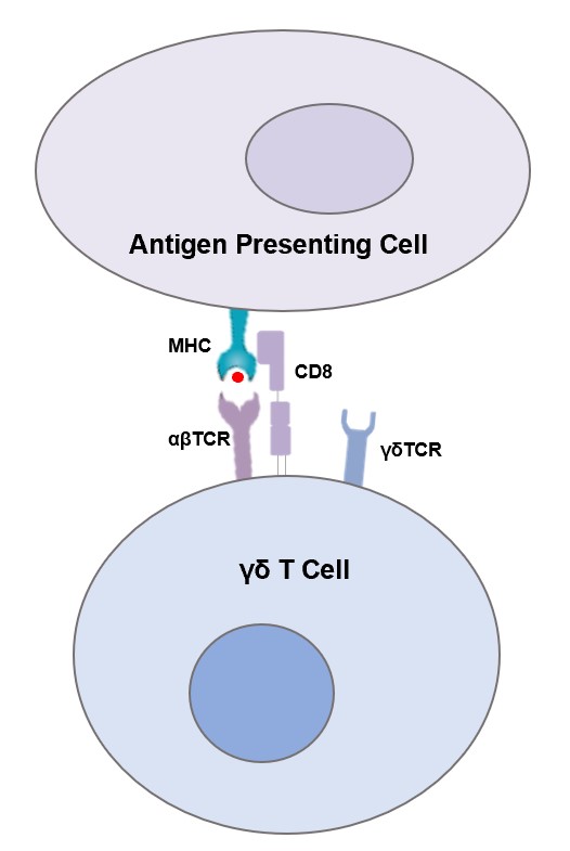 Fig.1 γδ T cell engineered by αβTCR. (Creative Biolabs Original)
