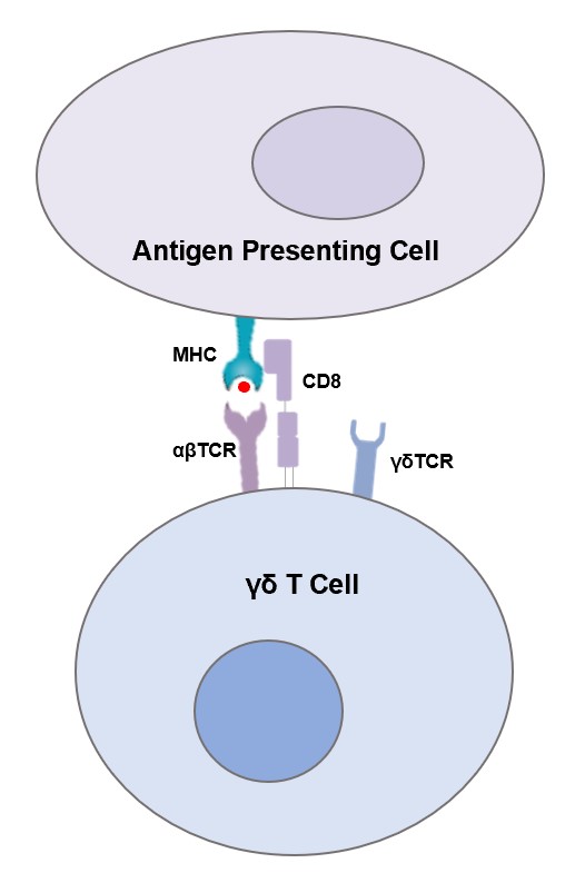 αβ TCR and Co-receptor