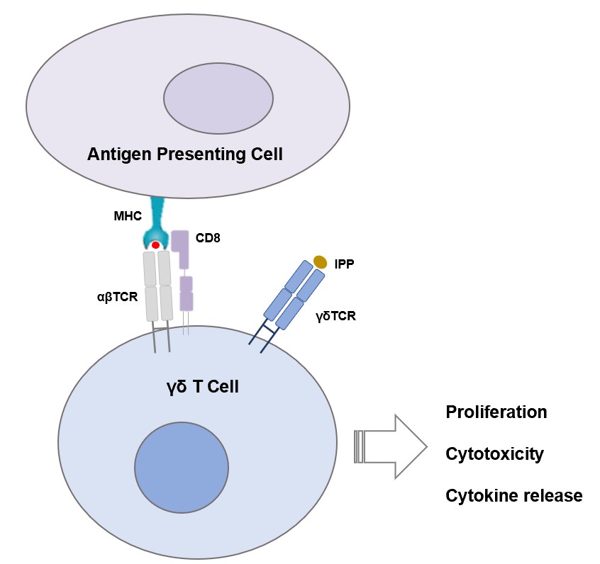 Fig.1 Activation and function of αβ TCR-γδ T cells. (Creative Biolabs Original)
