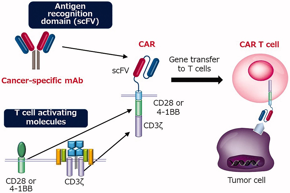 Figure 1 The structure of CAR and CAR-T cell