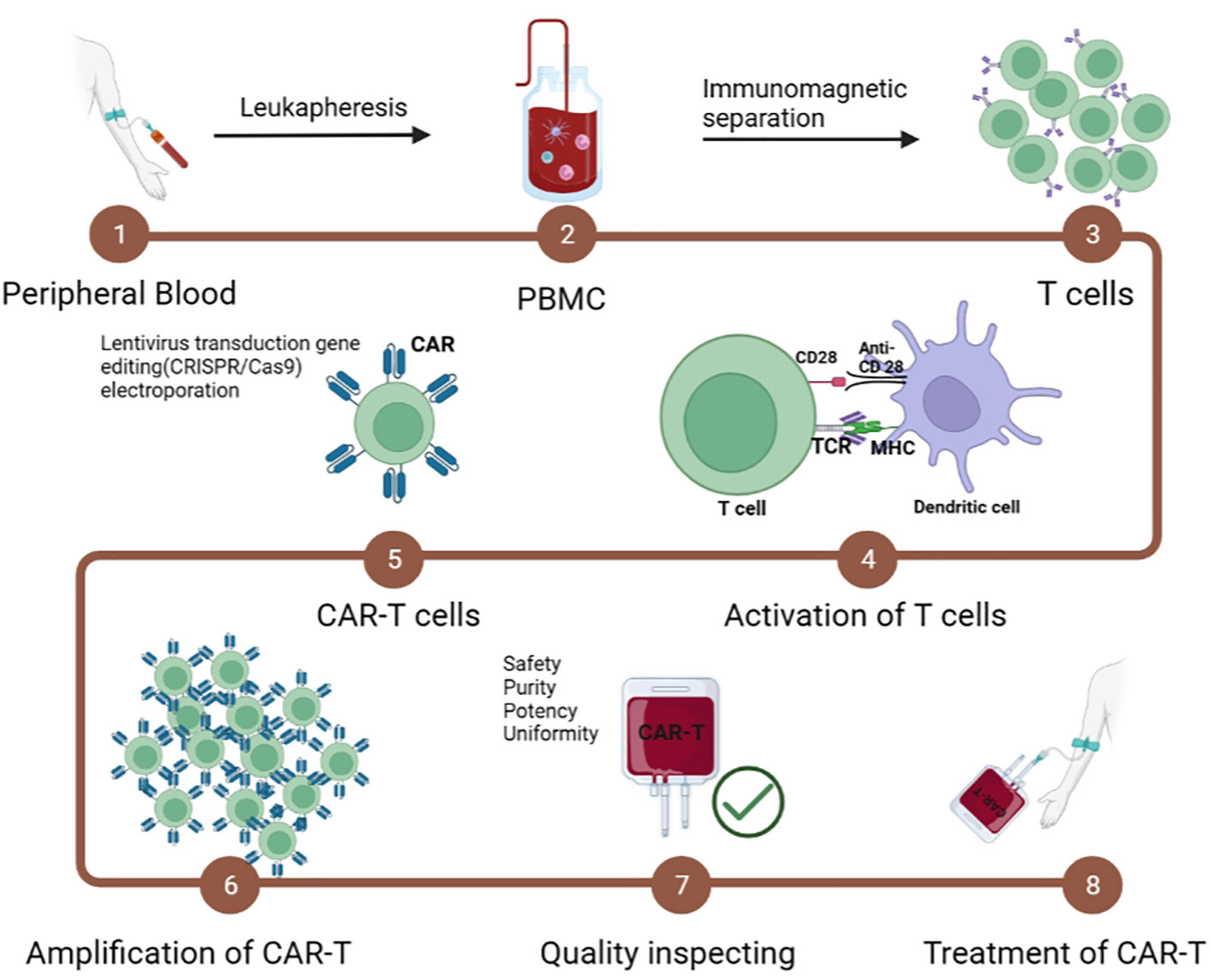 Figure 2 The production of CAR-T cells