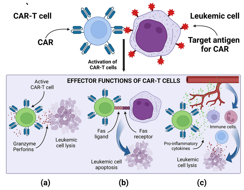 Figure 4 The 1st–5th generations of chimeric antigen receptors