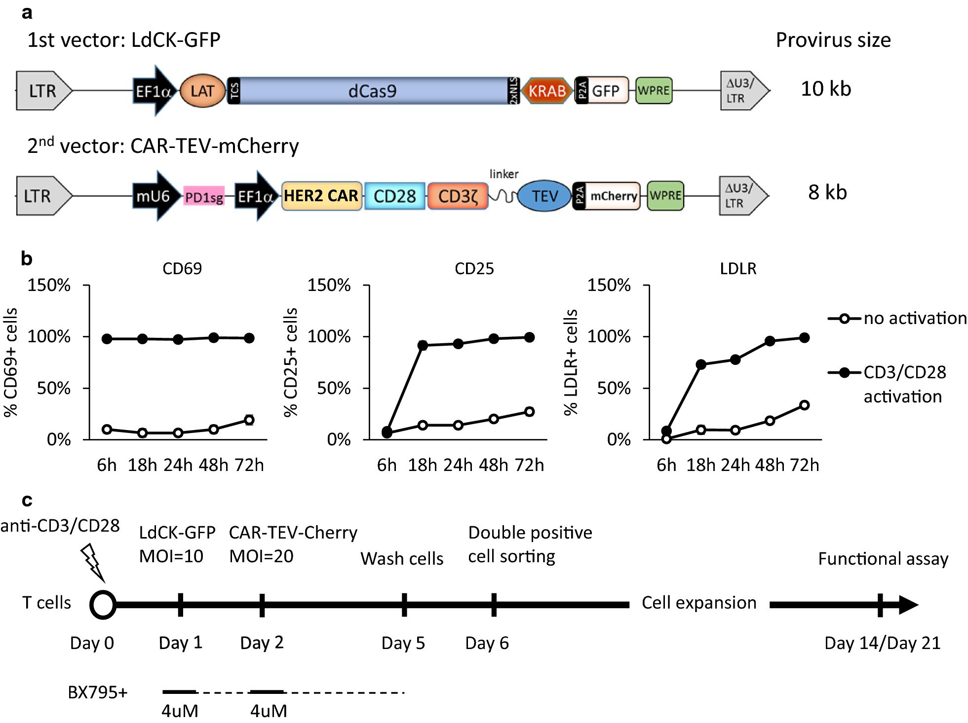 Diagram depicting lentiviral vector design, T cell activation characteristics, and the workflow for CAR-T cell transduction 
