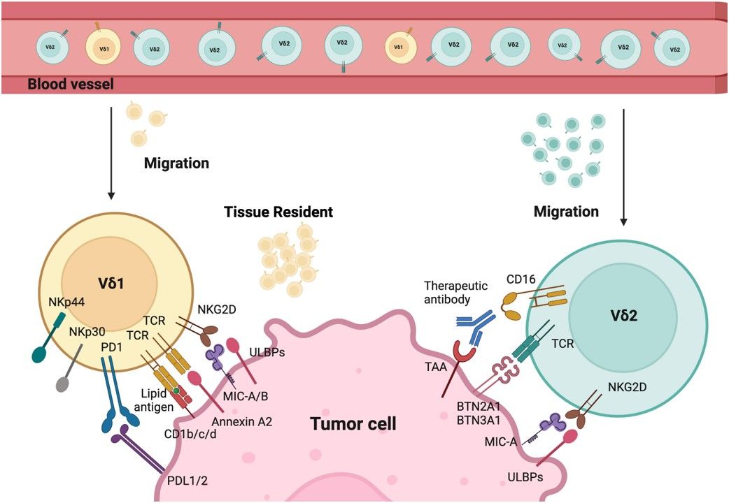 Fig.1 Tumor targeting mechanism of different γδ T subsets. (Yuan, et al., 2024)