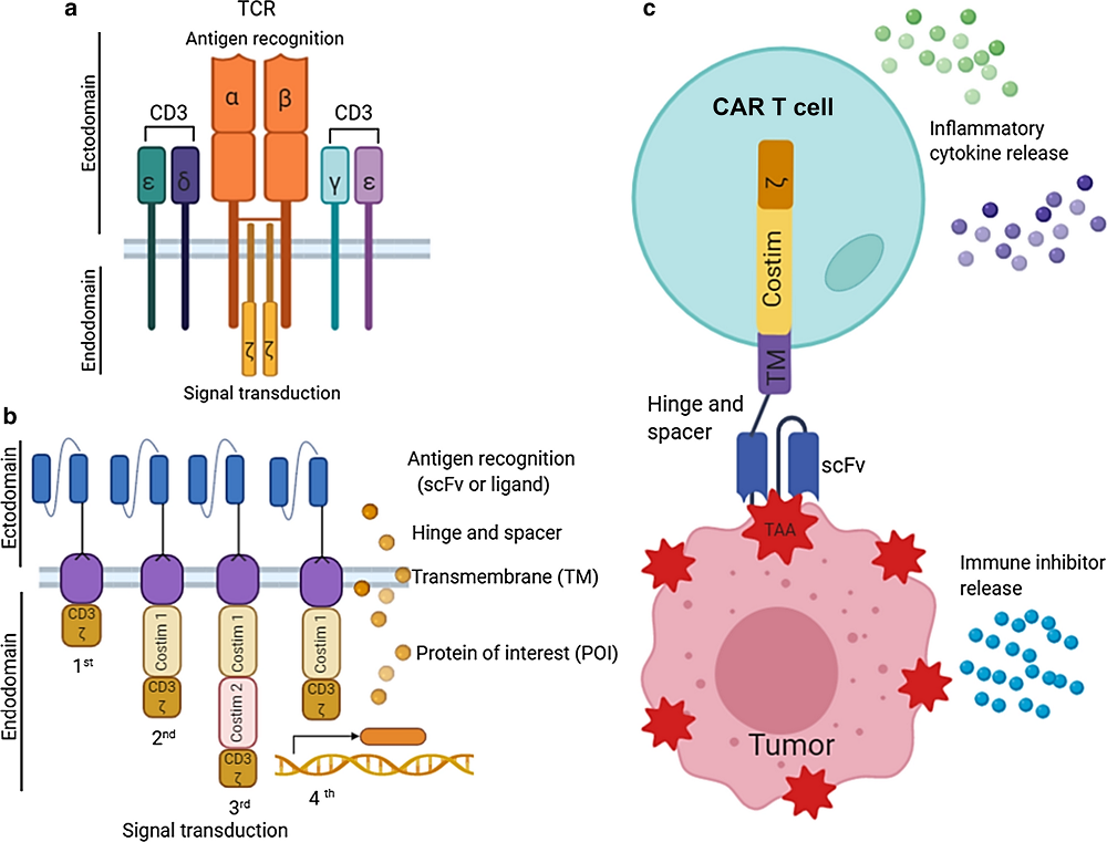 Figure 1 CAR structure and Basic principle of CAR T-cell therapy