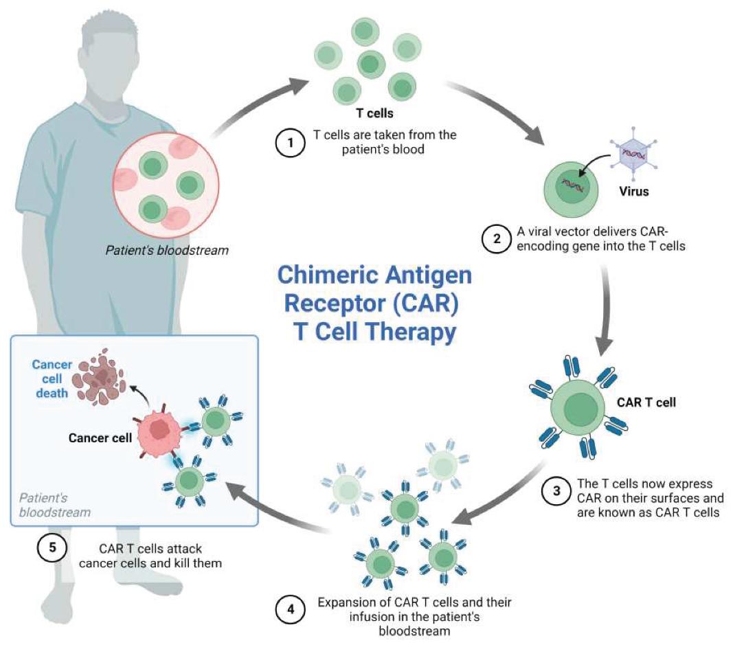 Figure 2 CAR-T cell mechanism of action2