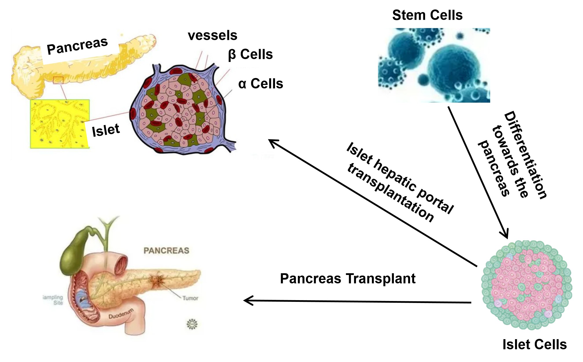Figure 1 The Differences Between CGT CRO and Traditional Industries.