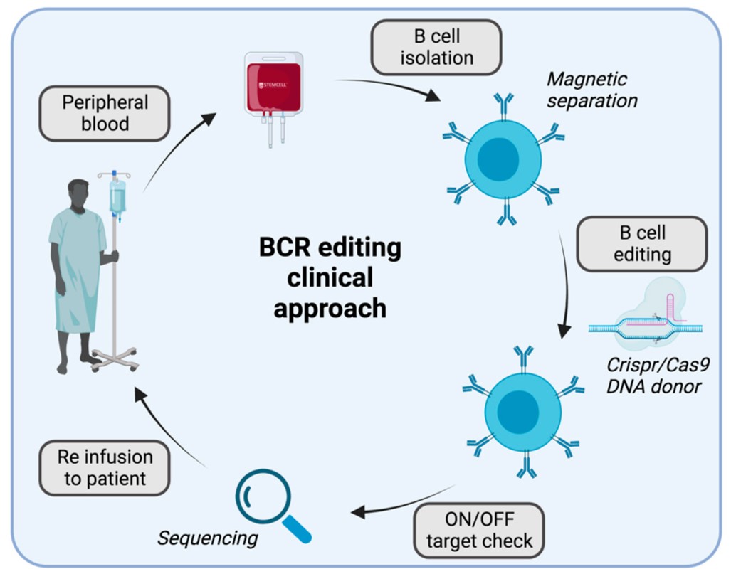 Fig.1 Clinical set-up for therapies involving BCR editing. (Page, et al., 2021)