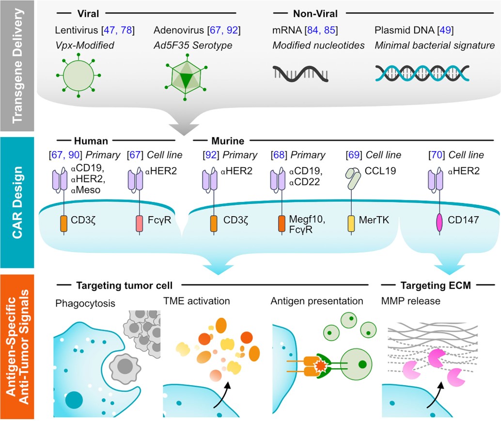 Fig.1 CAR-M for targeting tumors. (Sloas, Saar & Michael, 2021)