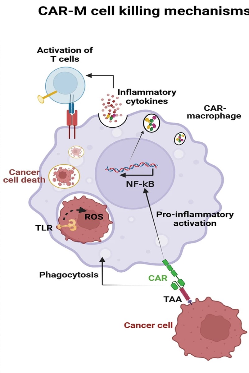 Fig.2 CAR-M cell killing mechanisms. (Maalej, et al., 2023)
