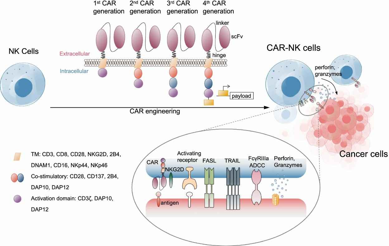 Fig.1 The overview of the constructs and targets of CAR-NK cells.