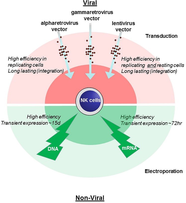 Fig.2 Comparison of methods for genetic engineering of NK cells.