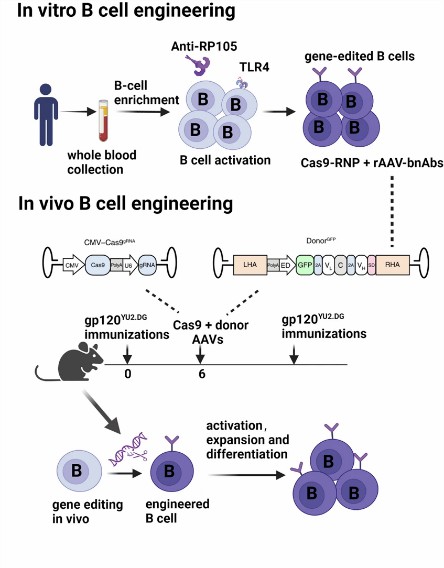 Fig.3 B cell engineering.