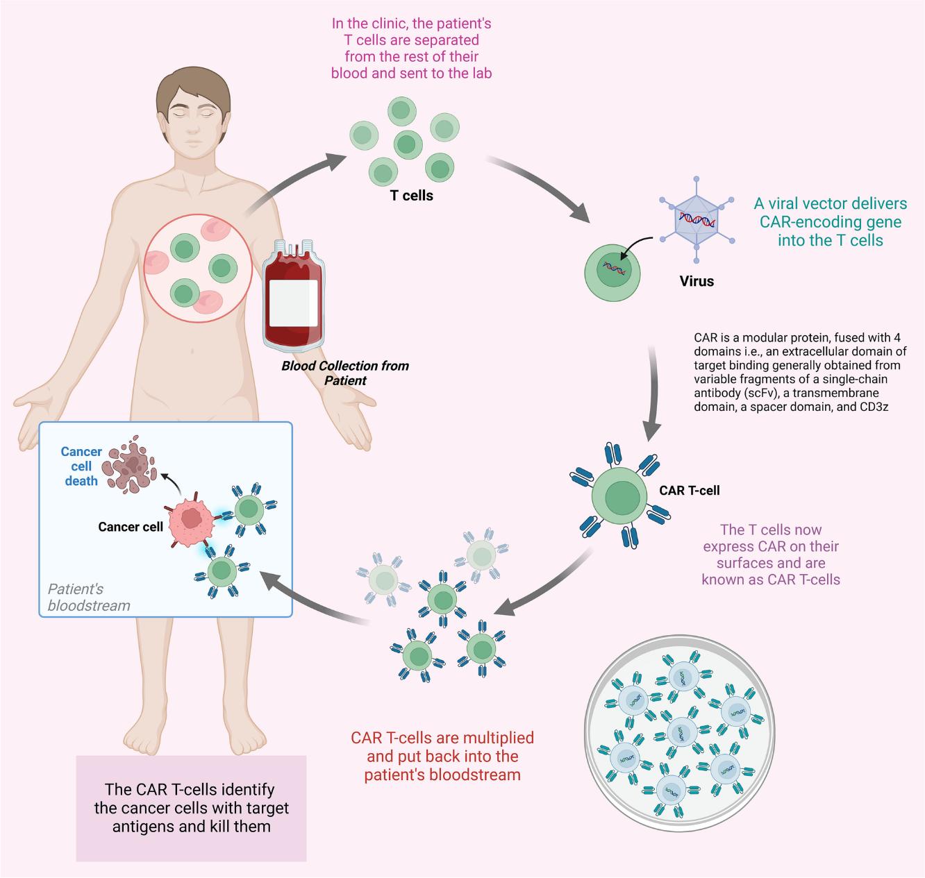 Figure 1 CAR T-cell therapy process